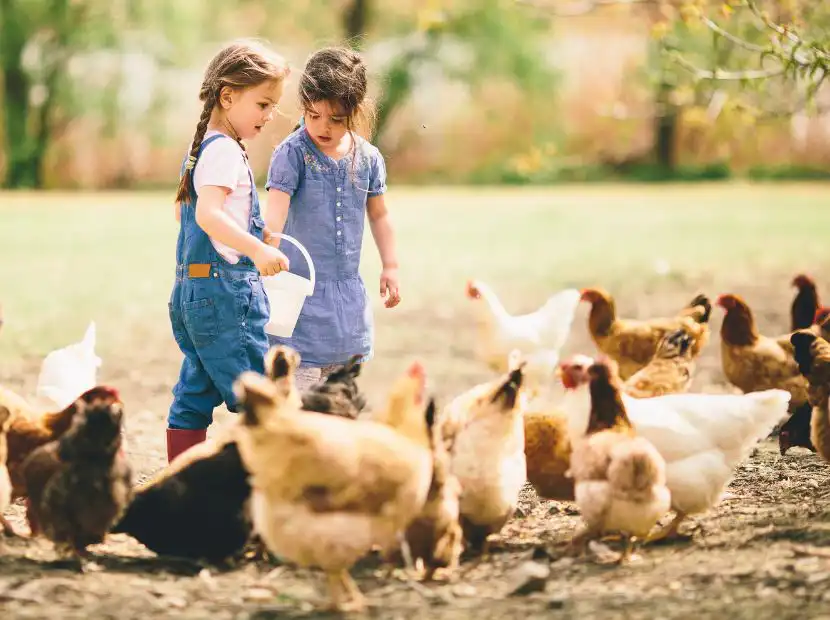 ANIMAL NUTRITION AND HEALTH 1