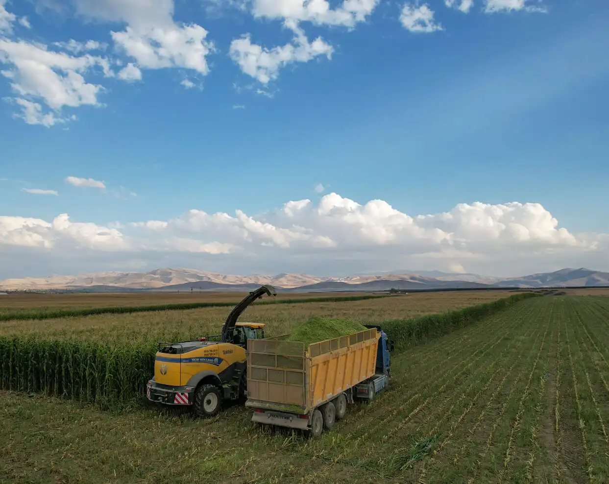 Nigtas field of working image.
