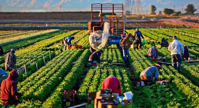Agriculture